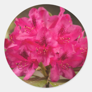 Hot Pink Rhododendron Flowers Aangepast Ronde Sticker