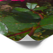 Hot Pink Rose Poster (Coin)