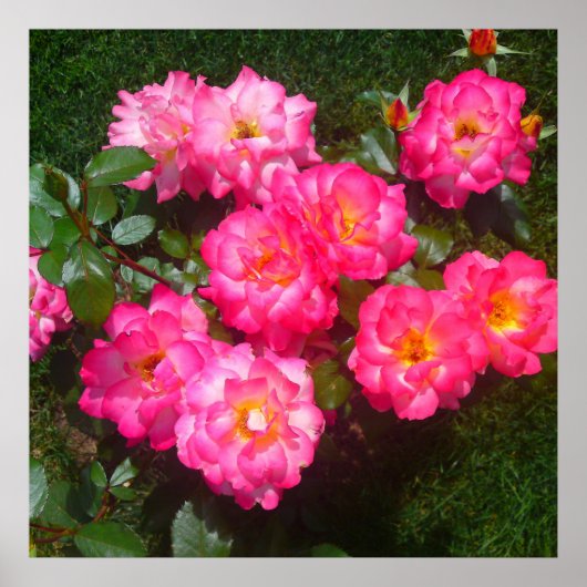 Hot Pink Rose Poster (Devant)