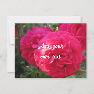 Hot Pink Rozen - gepersonaliseerd Briefkaart