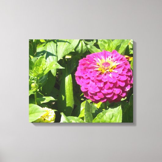 Hot Pink Zinnia Canvas Afdruk (Voorkant)