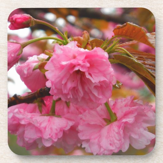 Hot-roze Cherry Blossom Flowers Bier Onderzetter (Voorkant)