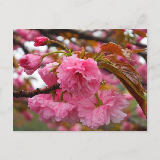 Hot-roze Cherry Blossom Flowers Briefkaart (Voorkant)