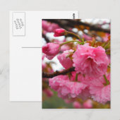 Hot-roze Cherry Blossom Flowers Briefkaart (Voorkant / Achterkant)