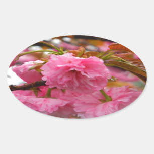 Hot-roze Cherry Blossom Flowers Ovale Sticker