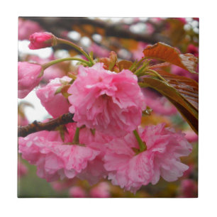 Hot-roze Cherry Blossom Flowers Tegeltje