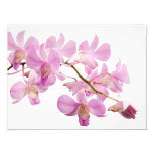 Hot-roze Dendrobium Orchid Flower Orchids Sjabloon Foto Afdruk