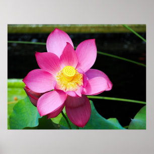 Hot-roze Lotus Flower Poster