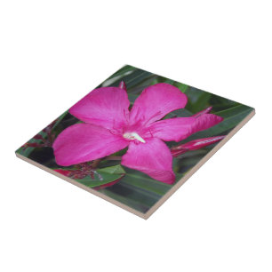 Hot Roze Oleander Foto Keramische Tegels Tegeltje