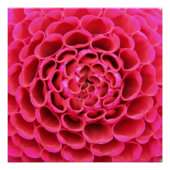 Hot-roze Poster bij close-up Perfect Poster (Voorkant)