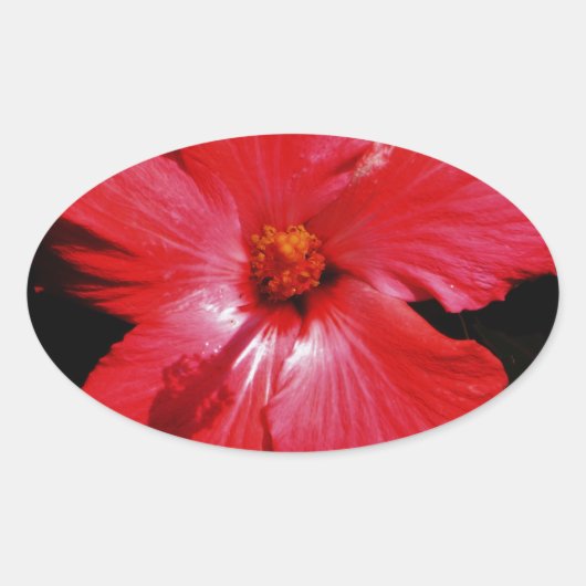 Hot-roze rode hibiscus-bloem op zwart ovale sticker (Voorkant)