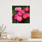 Hot-roze Roos Poster (Keuken)