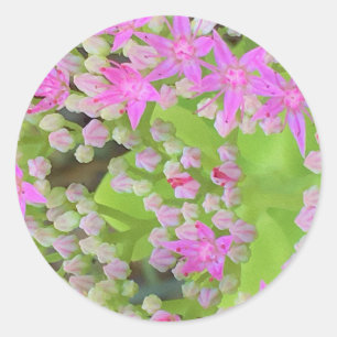 Hot-roze Succulent Sedum met Fleshy Green Leaves Ronde Sticker