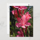 Hot-roze ventilator Briefkaart (Voorkant / Achterkant)