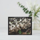 Hot Spings National Park, Arkansas Tree Fungus Briefkaart (Staand voorkant)