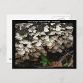 Hot Spings National Park, Arkansas Tree Fungus Briefkaart (Voorkant / Achterkant)