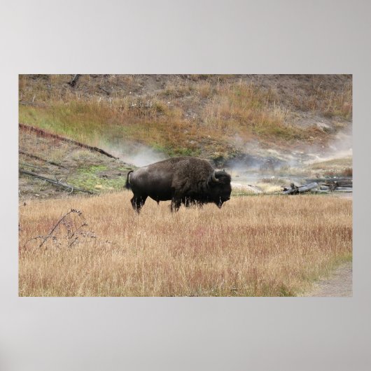 Hot Spring Bison Poster (Voorkant)