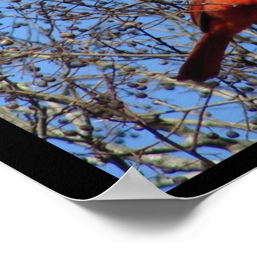 Hot Springs Mountain, AR - Promenade - Kardinaal Poster (Hoek)