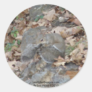Hot Springs Mountain, AR Squirrel Camouflage Gifts Ronde Sticker