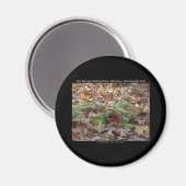 Hot Springs National Park, AR - Honeysuckle Trail Magneet (Voorkant / Achterkant)