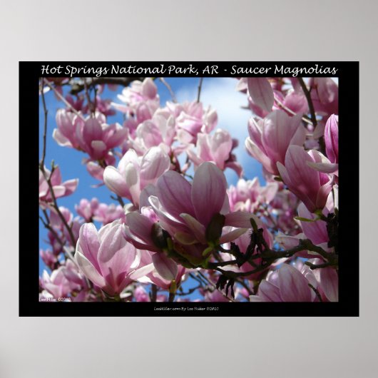Hot Springs National Park AR Saucer Magnoia Poster (Devant)