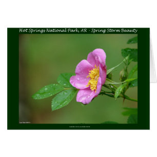 Hot Springs National Park, AR Wild Rose Don