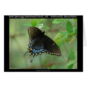 Hot Springs National Park Swallowtail Butterfly