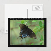 Hot Springs National Park Swallowtail Butterfly Briefkaart (Voorkant / Achterkant)