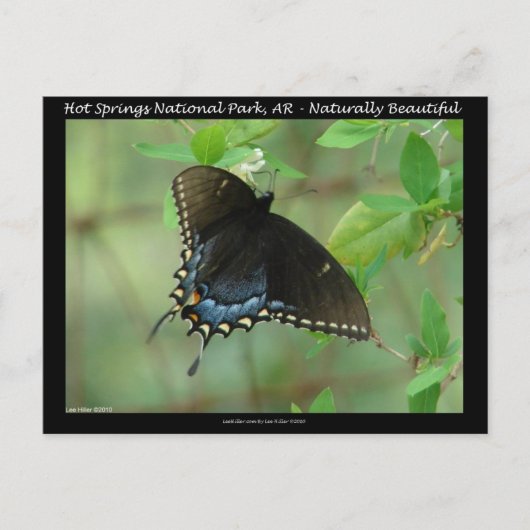 Hot Springs National Park Swallowtail Butterfly Briefkaart (Voorkant)