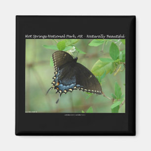 Hot Springs National Park Swallowtail Butterfly Magneet
