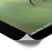 Hot Springs National Park Swallowtail Butterfly Poster (Hoek)