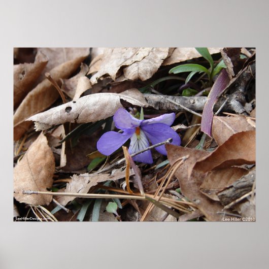 Hot Springs National Park Wildflower door Lee Hill Poster (Voorkant)