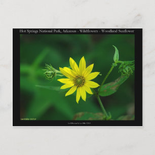 Hot Springs National Park Woodland Sunflower Gifts Briefkaart