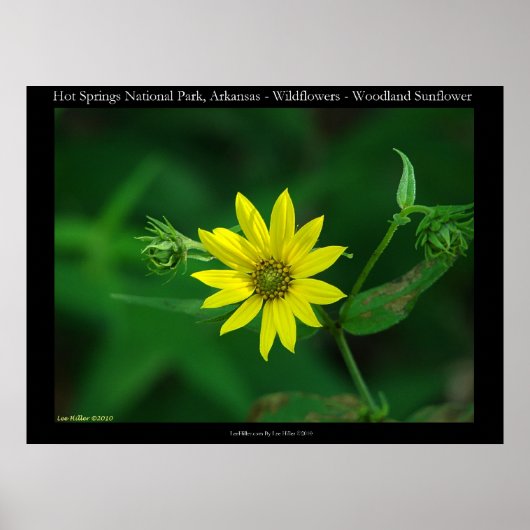 Hot Springs National Park Woodland Sunflower Poster (Voorkant)