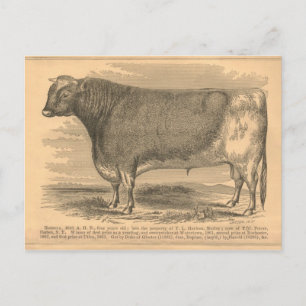 Hotspur, First Prize Bull in Utica, 1863 Briefkaart