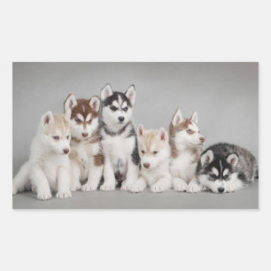 Hou van Siberische Huskies Rechthoekige Sticker