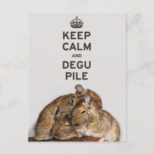 Houd Calm en Degu-pool Briefkaart