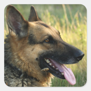 Houd van Duitse Herders Puppy Honden Stickers