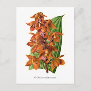 Houlletia brocklehurstiana briefkaart