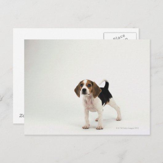 Hound Dog Briefkaart (Voorkant / Achterkant)