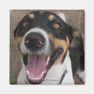Hound Dog Magnet Magneet