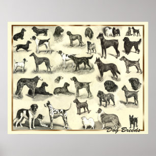 Hounds - Dog Breeds - Hunds Print Dogs