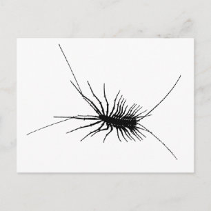House Centipede Black Scary Bug Insect Gross Large Briefkaart