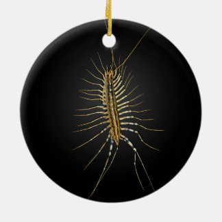 House Centipede Scutigera Coleoptrata Keramisch Ornament