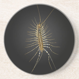 House Centipede Scutigera Coleoptrata Zandsteen Onderzetter