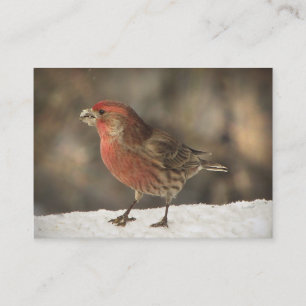 House Finch ATC Visitekaartje