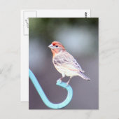 House Finch Bird Foto Briefkaart (Voorkant / Achterkant)