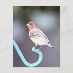 House Finch Bird Foto Briefkaart