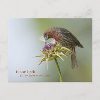 House Finch Briefkaart
