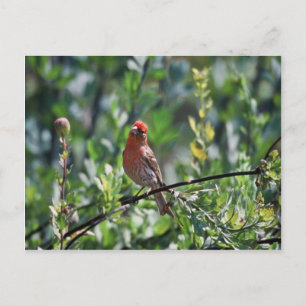 House Finch Briefkaart